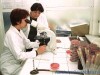 Doi buzoieni, confirmati cu meningita provocata de virusul West Nile