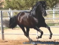 REPORTAJUL DE DUMINICA: Medicamentul minune pentru Baraganul insingurat – calul