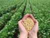 DailyBusiness: Generatia modificata genetic. Mina de aur pentru agricultura sau pericol de cancer?