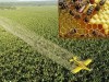 Sanatatea albinelor, sub amenintarea a trei pesticide