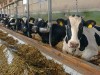DSVSA Buzau a prelungit programul de eliberare a pasapoartelor pentru bovine