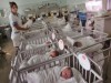Screeningul neonatal incepe sa castige teren in Romania