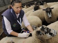 Semnal de alarma: administrarea abuziva a antibioticelor la animale, periculoasa pentru oameni