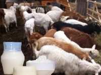 REPORTAJUL DE DUMINICA: Lapte medicinal de la Vulcanii Noroiosi
