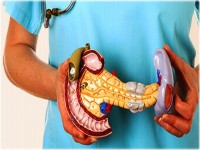 Rolul pancreasului in functionarea organismului