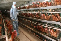 Crescatorii de animale ar putea fi obligati sa foloseasca mai putine antibiotice in ferme