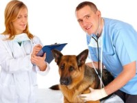 Fonduri nerambursabile pentru medicii veterinari