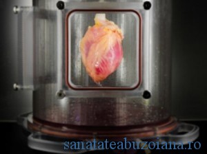 Sperante noi pentru crearea, in laborator, de inimi transplantabile