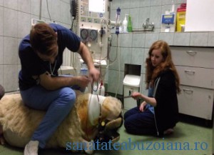 Premiera nationala in medicina veterinara romaneasca