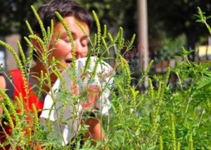 Lege pentru combaterea plantei cu cel mai ridicat potențial alergen din România