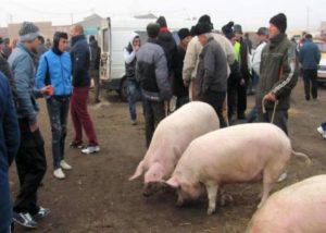 DSVSA Buzau a ridicat interdictiile impuse de pesta porcina africana