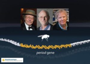 Americanii Jeffrey C. Hall, Michael Rosbash si Michael W. Young, castigatorii Nobelului pentru Medicina