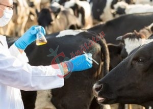 Reducerea tratamentelor cu antibiotice la animale, condiție esențială pentru sănătatea umană
