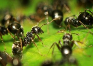 Rezistența la antibiotice ar putea fi rezolvată cu ajutorul furnicilor
