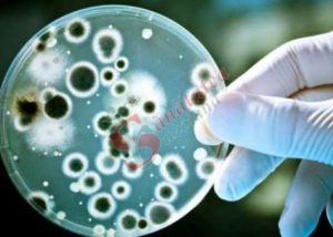 O nouă amenințare a unei bacterii rezistente la antibiotice