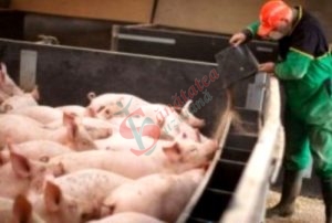 Pesta porcină închide târgurile de animale din Buzău