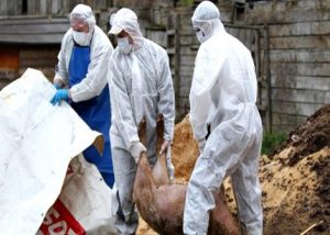 Buzoienii, avertizați despre riscurile pestei porcine africane