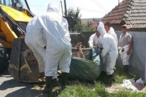 Ultimul focar de pestă porcină din Buzău ar putea fi stins luna viitoare