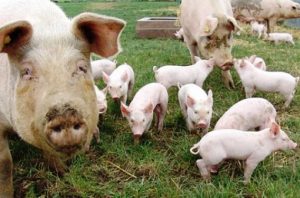 O nouă suspiciune de pestă porcină africană în județul Buzău