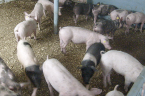 Recomandări de la DSVSA Buzău cu privire la sacrificarea și comercializarea porcilor
