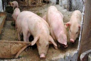 Un nou focar de pestă porcina africană confirmat în județul Buzău