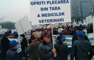 Tot mai puțini și ignorați de autorități, medicii veterinari amenință cu proteste