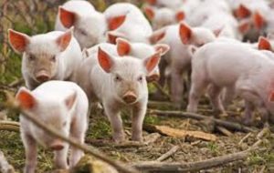 Au fost închise ultimele focare de PPA la porcii domestici din județului Buzău