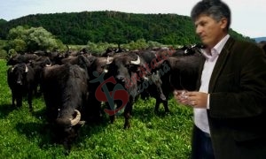 Dr. Dănuț Păle: Prin ameliorarea continuă a bivolului românesc, românii vor benefcia de carne, lapte sau brânză de înaltă calitate