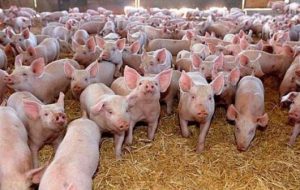Pesta porcină africană nu a blocat exportul cărnii de porc din România în UE