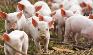 Peste 8.000 de porci dintr-una din cele mai mari ferme din județul Buzău, sacrificați din cauza PPA