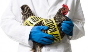 Gripa aviară, o nouă amenințare pentru fermieri și autoritățile sanitar-veterinare din România