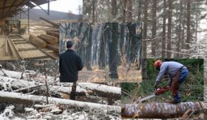 Sănătatea și securitatea angajților din domeniile silvic și forestier, în vizorul ITM