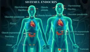 Știi și câștigi sănătate: Sistemul endocrin