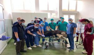 Pacient mai puțin obișnuit pentru profesorii și studenții de la USAMV Cluj