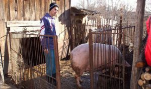 Românii vor mai putea crește porci în gospodării doar pentru consum propriu și în condiții drastice de biosecuritate