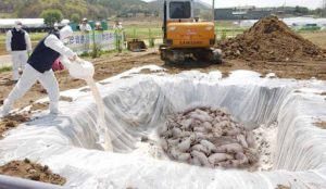 Mii de porci din fermele buzoiene, uciși din cauza PPA