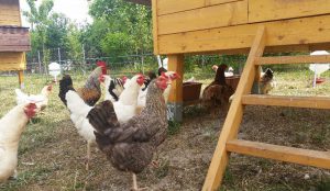 Autoritățile sanitar veterinare în alertă, din cauza focarelor de gripă aviară din Europa