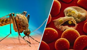 Caz de malarie depistat de medicii din Iași, la un pacient întors din Camerun