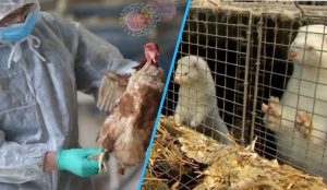 Riscul de gripă aviară rămâne scăzut, dar trebuie să fim pregătiți, avertizează OMS
