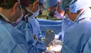 Premieră medicală mondială: Medicii din Boston au realizat cu succes primul transplant de rinichi de porc modificat genetic