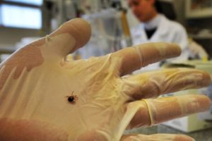 Zeci de buzoieni au ajuns în urgență la spital, după ce au fost mușcați de căpușe