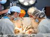 Patru transplanturi renale efectuate în ultima săptămână, de medicii de la Spitalul „Dr. C.I. Paron” din Iași